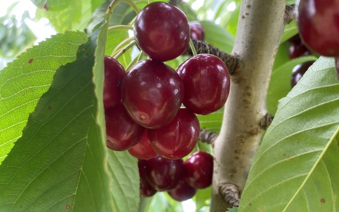 Cherries – the benefits of plant based food.